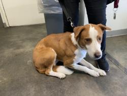 Shelter Stray Male Dog last seen , 1850 W 60th St, Los Angeles, CA 90047, USA