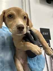 Shelter Stray Male Dog last seen Near BLOCK E OLIVE AVE, FRESNO CA 93702 1034, 5277 E Airways Blvd, Fresno, CA 93727, USA