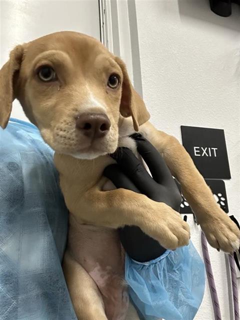 Shelter Stray Male Dog last seen Near BLOCK E OLIVE AVE, FRESNO CA 93702 1034, 5277 E Airways Blvd, Fresno, CA 93727, USA