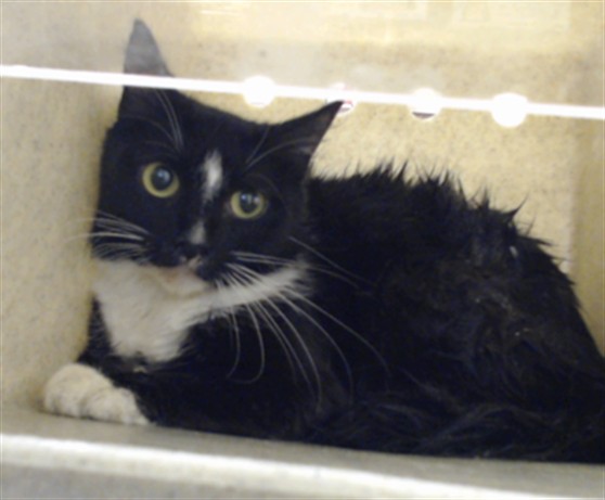 Shelter Stray Male Cat last seen Near BLOCK PLEASANT LOOP, FAYETTEVILLE NC 28311, 4704 Corporation Dr, Fayetteville, NC 28306, USA