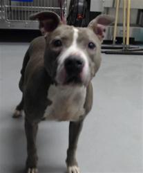 Shelter Stray Female Dog last seen Near BLOCK FULTON ST, FAYETTEVILLE NC 28312, 4704 Corporation Dr, Fayetteville, NC 28306, USA