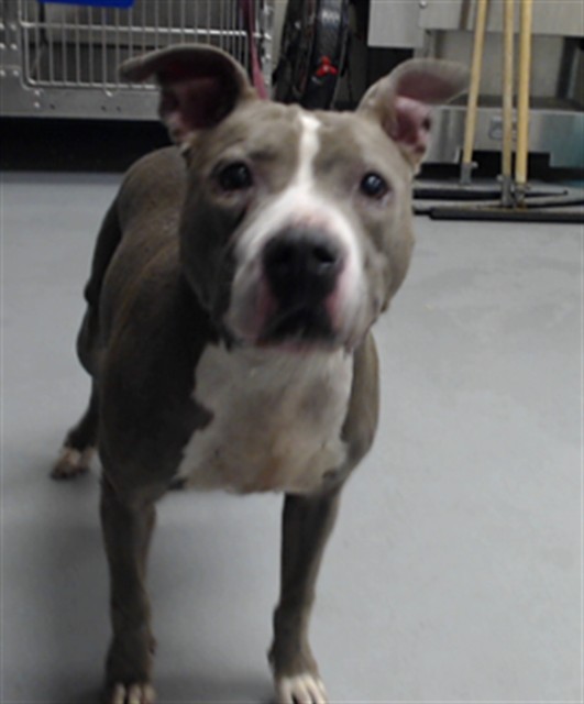 Shelter Stray Female Dog last seen Near BLOCK FULTON ST, FAYETTEVILLE NC 28312, 4704 Corporation Dr, Fayetteville, NC 28306, USA
