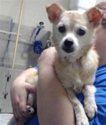 Shelter Stray Female Dog last seen , 4704 Corporation Dr, Fayetteville, NC 28306, USA
