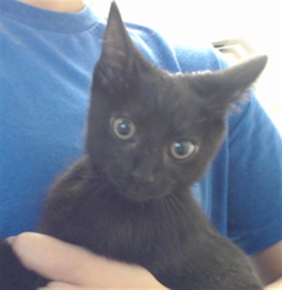 Shelter Stray Female Cat last seen Near BLOCK ROSEMARY DR, FAYETTEVILLE NC 28301, 4704 Corporation Dr, Fayetteville, NC 28306, USA