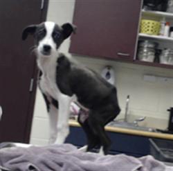 Shelter Stray Male Dog last seen Near BLOCK HAY ST, FAYETTEVILLE NC 28305, 4704 Corporation Dr, Fayetteville, NC 28306, USA