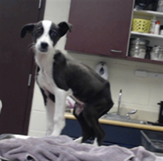 Shelter Stray Male Dog last seen Near BLOCK HAY ST, FAYETTEVILLE NC 28305, 4704 Corporation Dr, Fayetteville, NC 28306, USA