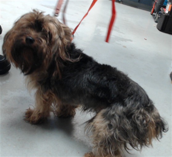 Shelter Stray Male Dog last seen Near BAILEY LAKE RD, FAYETTEVILLE NC 28304, 4704 Corporation Dr, Fayetteville, NC 28306, USA