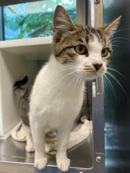 Shelter Stray Female Cat last seen Near BLOCK E SPORTS PARK DR, 12155 Park Blvd, Brighton, CO 80601, USA