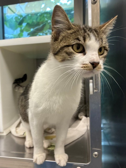 Shelter Stray Female Cat last seen Near BLOCK E SPORTS PARK DR, 12155 Park Blvd, Brighton, CO 80601, USA