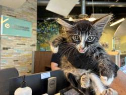 Shelter Stray Female Cat last seen , 2481 Palomar Airport Rd, Carlsbad, CA 92011, USA