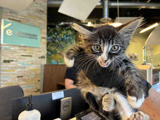 Shelter Stray Female Cat last seen , 2481 Palomar Airport Rd, Carlsbad, CA 92011, USA