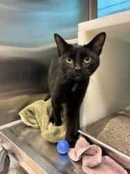 Shelter Stray Female Cat last seen Near BLOCK FLORENCE ST, 12155 Park Blvd, Brighton, CO 80601, USA
