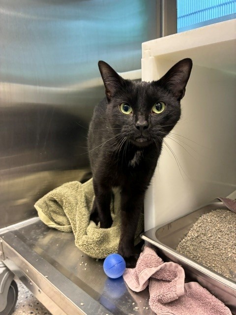 Shelter Stray Female Cat last seen Near BLOCK FLORENCE ST, 12155 Park Blvd, Brighton, CO 80601, USA