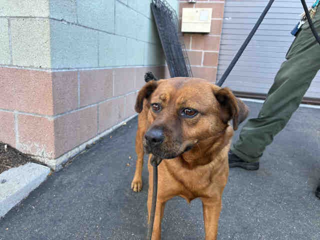 Shelter Stray Female Dog last seen , 2481 Palomar Airport Rd, Carlsbad, CA 92011, USA