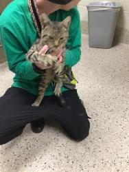 Shelter Stray Male Cat last seen Near BLOCK BUCKLEY RD, 12155 Park Blvd, Brighton, CO 80601, USA