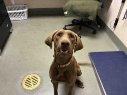 Shelter Stray Female Dog last seen , 2481 Palomar Airport Rd, Carlsbad, CA 92011, USA