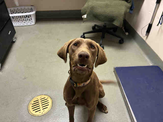 Shelter Stray Female Dog last seen , 2481 Palomar Airport Rd, Carlsbad, CA 92011, USA