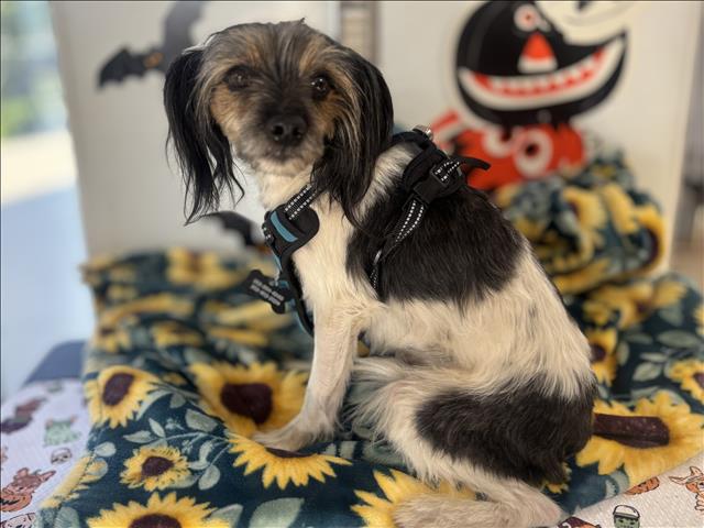 Shelter Stray Male Dog last seen , 957 N Gaffey St, San Pedro, CA 90731, USA
