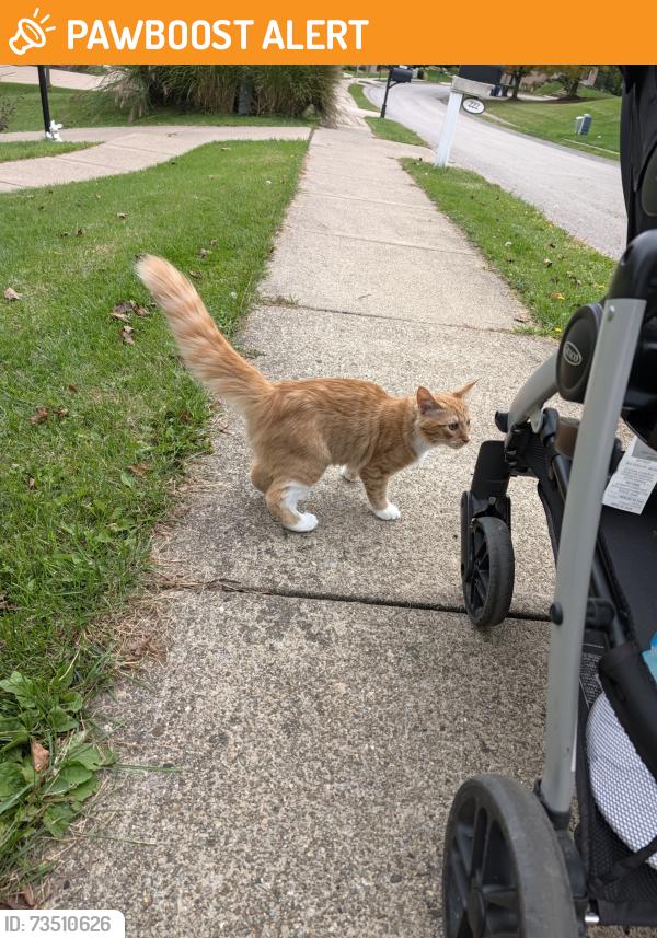 Found/Stray Unknown Cat last seen Hunter Creek housing community, Cranberry Township, PA 16066