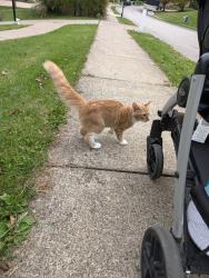 Found/Stray Unknown Cat last seen Hunter Creek housing community, Cranberry Township, PA 16066