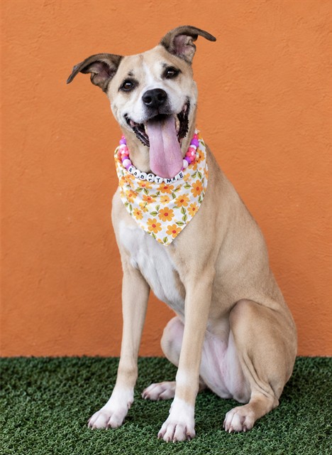 Shelter Stray Female Dog last seen Near BLOCK NW 10 ST, 3599 NW 79th Ave, Doral, FL 33122, USA