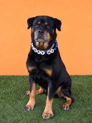 Shelter Stray Male Dog last seen Near BLOCK NW 36 ST, 3599 NW 79th Ave, Doral, FL 33122, USA