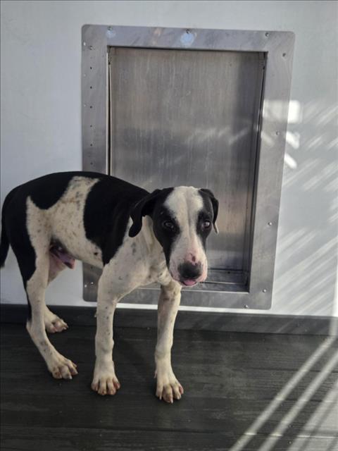Shelter Stray Male Dog last seen SUNNYSIDE AVE X CENTRAL AVE, 333 Chandler Pl, San Bernardino, CA 92408, USA