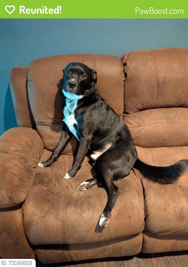 Reunited Male Dog last seen Evans Street, likely in the backyard of someone's hse, Houston, TX 77061