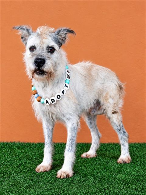Shelter Stray Male Dog last seen SW 127 AVE & SW 18 ST, 3599 NW 79th Ave, Doral, FL 33122, USA