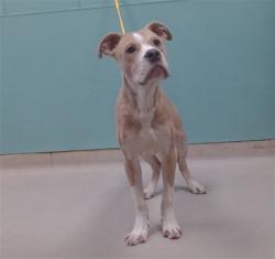 Shelter Stray Male Dog last seen Near LOCUST ST, RENO NV 89502, 2825 Longley Ln Suite A, Reno, NV 89502, USA