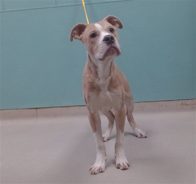 Shelter Stray Male Dog last seen Near LOCUST ST, RENO NV 89502, 2825 Longley Ln Suite A, Reno, NV 89502, USA