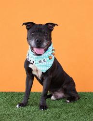 Shelter Stray Male Dog last seen LAS, 3599 NW 79th Ave, Doral, FL 33122, USA