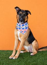 Shelter Stray Male Dog last seen Near BLOCK NW 137TH ST, 3599 NW 79th Ave, Doral, FL 33122, USA