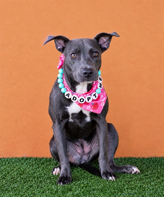 Shelter Stray Female Dog last seen Near BLOCK NE 143 ST, 3599 NW 79th Ave, Doral, FL 33122, USA