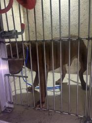 Shelter Stray Male Dog last seen Near BLOCK CEDARDALE RD, 3528 Newburg Rd, Louisville, KY 40218, USA