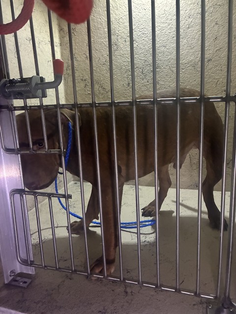 Shelter Stray Male Dog last seen Near BLOCK CEDARDALE RD, 3528 Newburg Rd, Louisville, KY 40218, USA