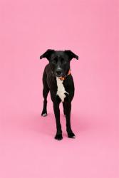 Shelter Stray Female Dog last seen Near BLOCK NW 32 ST, 3599 NW 79th Ave, Doral, FL 33122, USA