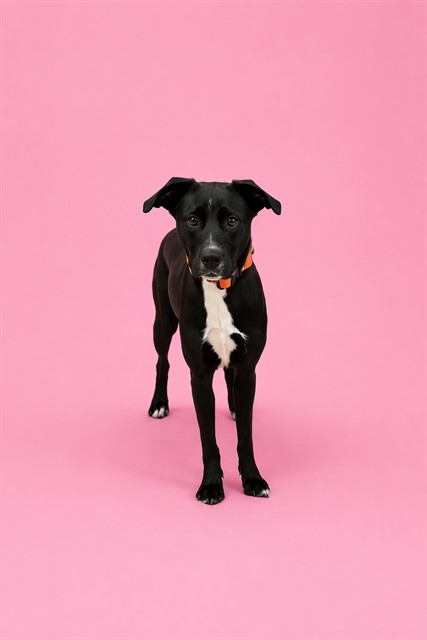 Shelter Stray Female Dog last seen Near BLOCK NW 32 ST, 3599 NW 79th Ave, Doral, FL 33122, USA