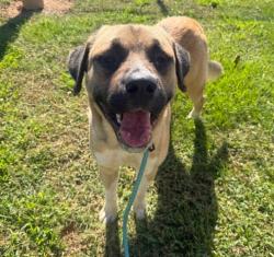 Shelter Stray Male Dog last seen CHARLOTTE, 8315 Byrum Dr, Charlotte, NC 28217, USA