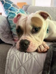 Shelter Stray Female Dog last seen CHARLOTTE, 8315 Byrum Dr, Charlotte, NC 28217, USA