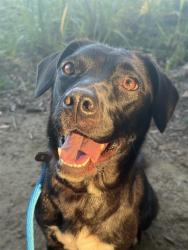 Shelter Stray Female Dog last seen CHARLOTTE, 8315 Byrum Dr, Charlotte, NC 28217, USA
