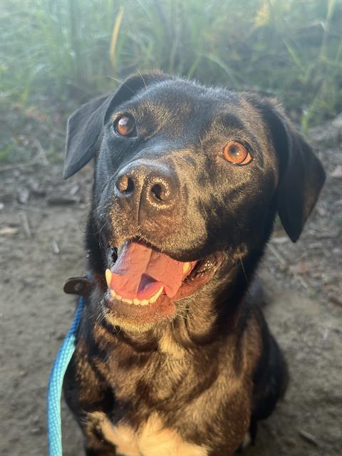 Shelter Stray Female Dog last seen CHARLOTTE, 8315 Byrum Dr, Charlotte, NC 28217, USA