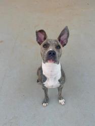 Shelter Stray Female Dog last seen CHARLOTTE, 8315 Byrum Dr, Charlotte, NC 28217, USA
