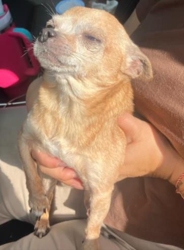 Shelter Stray Male Dog last seen FOUND ON TEXAS AVE, 4710 TX-151, San Antonio, TX 78227, USA