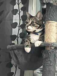 Reunited Male Cat last seen Randolph and Phillips street, Wilson, NC 27893