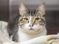 Shelter Stray Female Cat last seen W OLIVE AVE N 63RD AVE, 5501 E Van Buren St, Phoenix, AZ 85008, USA