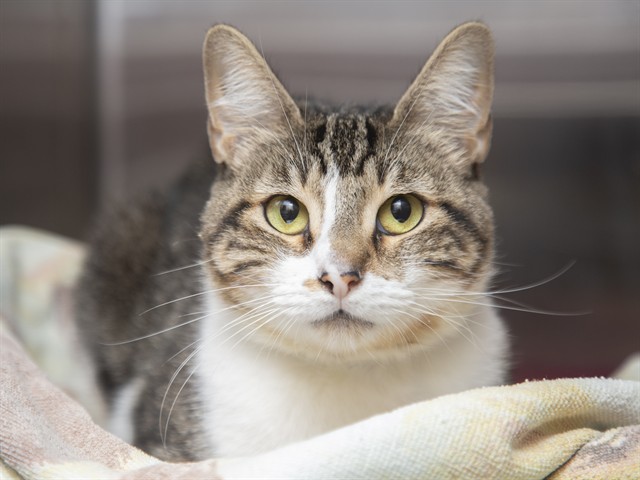 Shelter Stray Female Cat last seen W OLIVE AVE N 63RD AVE, 5501 E Van Buren St, Phoenix, AZ 85008, USA
