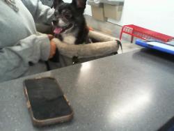 Shelter Stray Male Dog last seen CHARLOTTE, 8315 Byrum Dr, Charlotte, NC 28217, USA