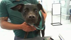 Shelter Stray Female Dog last seen CHARLOTTE, 8315 Byrum Dr, Charlotte, NC 28217, USA