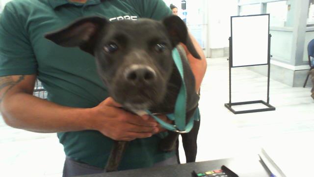 Shelter Stray Female Dog last seen CHARLOTTE, 8315 Byrum Dr, Charlotte, NC 28217, USA